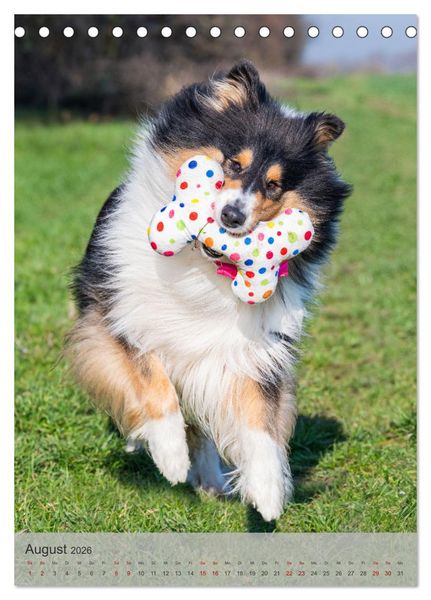 Produktbild: Traumhund Collie - Liebe auf vier Pfoten (Tischkalender 2026 DIN A5 hoch), CALVENDO Monatskalender