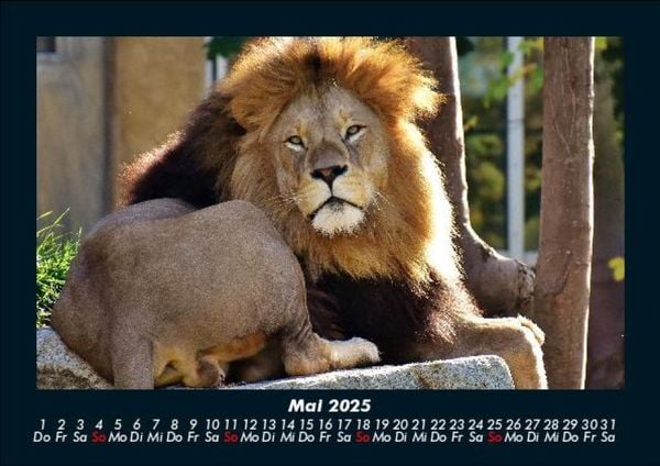 Produktbild: L&ouml;wen in der Wildnis 2025 Fotokalender DIN A5