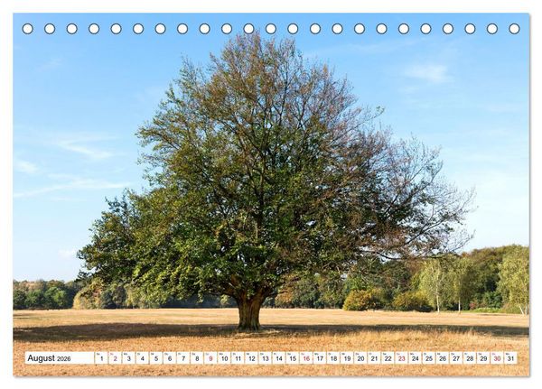 Produktbild: Die Buche: 12 Baumportr&auml;ts (Tischkalender 2026 DIN A5 quer), CALVENDO Monatskalender
