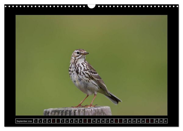 Produktbild: Niederrheinische Vogelwelt (Wandkalender 2026 DIN A3 quer), CALVENDO Monatskalender