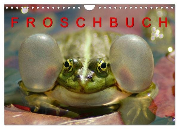 Produktbild: FROSCHBUCH (Wandkalender 2026 DIN A4 quer), CALVENDO Monatskalender