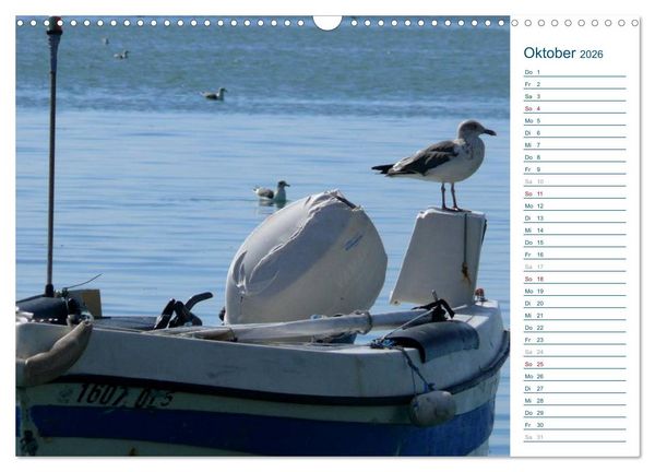 Produktbild: M&ouml;wen - Von der Ostsee bis zum Atlantik (Wandkalender 2026 DIN A3 quer), CALVENDO Monatskalender