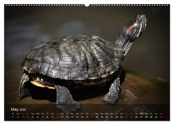 Produktbild: Reptiles Colorful beauties (High Quality Premium Wall Calendar 2026 DIN A2 landscape),CALVENDO 12 Month Wall Calendar