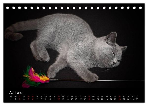 Produktbild: B&auml;rige Schmusetiger - Britisch Kurzhaar / CH-Version (Tischkalender 2026 DIN A5 quer), CALVENDO Monatskalender
