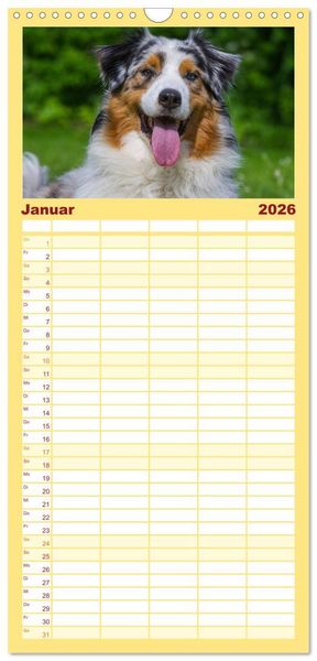 Produktbild: Familienplaner 2026 - Bekannt wie ein bunter Hund. Australian Shepherd mit 5 Spalten (Wandkalender, 21 x 45 cm) CALVENDO