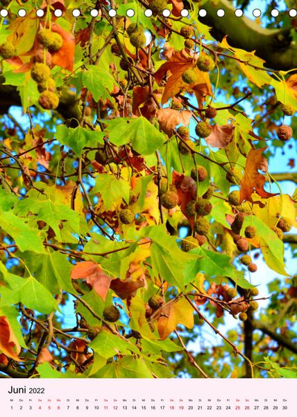 Produktbild: Lust auf Herbstfarben (Tischkalender 2022 DIN A5 hoch)