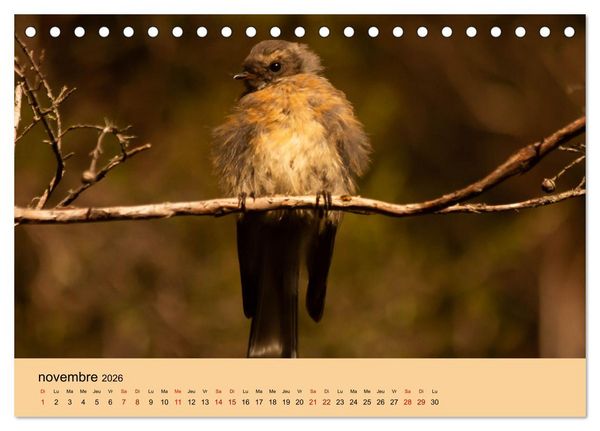 Produktbild: Oiseaux de Nouvelle-Z&eacute;lande (Calendrier de bureau 2026 DIN A5 vertical), CALVENDO calendrier mensuel