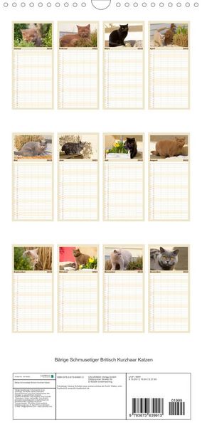 Produktbild: Familienplaner B&auml;rige Schmusetiger - Britisch Kurzhaar Katzen (Wandkalender 2022 , 21 cm x 45 cm, hoch)