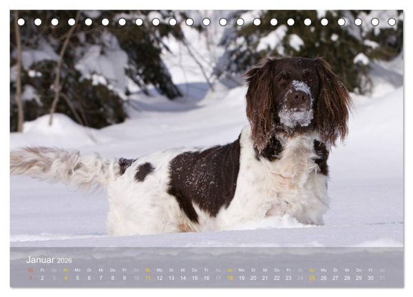 Produktbild: Kleiner M&uuml;nsterl&auml;nder Vorstehhund (Tischkalender 2026 DIN A5 quer), CALVENDO Monatskalender