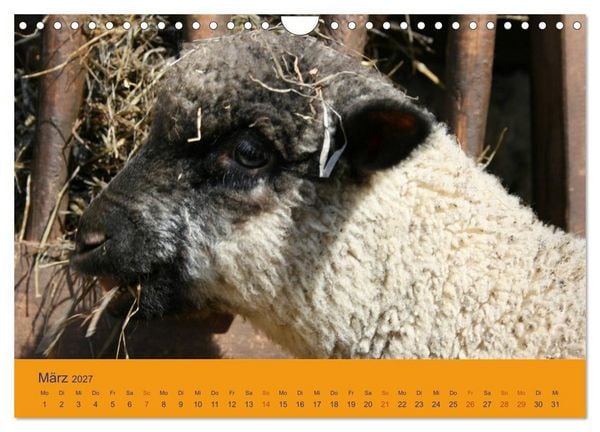 Produktbild: Shropshire Schafe (Wandkalender 2027 DIN A4 quer), CALVENDO Monatskalender