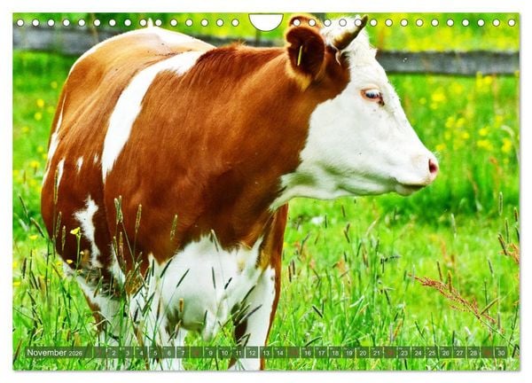 Produktbild: Eifeler Kuhwiesen (Wandkalender 2026 DIN A4 quer), CALVENDO Monatskalender