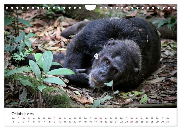 Produktbild: UGANDA - Berggorillas & Chimps (Wandkalender 2026 DIN A4 quer), CALVENDO Monatskalender