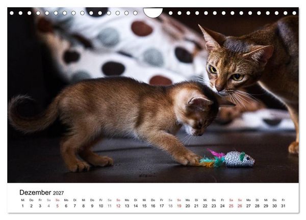 Produktbild: Rassekatzen 2027 (Wandkalender 2027 DIN A4 quer), CALVENDO Monatskalender