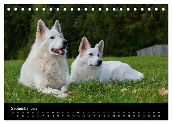 Produktbild: Wei&szlig;er Schweizer Sch&auml;ferhund (Tischkalender 2026 DIN A5 quer), CALVENDO Monatskalender