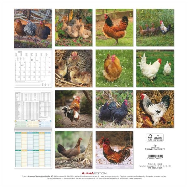 Produktbild: Hühner 2026 - Broschürenkalender 30x30 cm (30x60 geöffnet) - Kalender mit Platz für Notizen - Hühner - Bildkalender - Wandkalender - Hühnerkalender