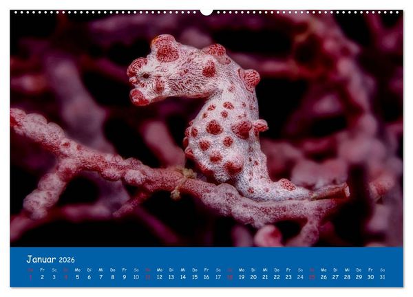 Produktbild: Unterwasserwelten (hochwertiger Premium Wandkalender 2026 DIN A2 quer), Kunstdruck in Hochglanz