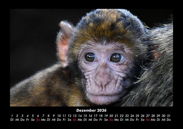 Produktbild: Der Tierkalender 2026 Fotokalender DIN A3