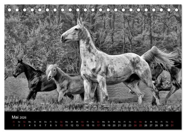 Produktbild: Pferde 2026 Wild Thing (Tischkalender 2026 DIN A5 quer), CALVENDO Monatskalender
