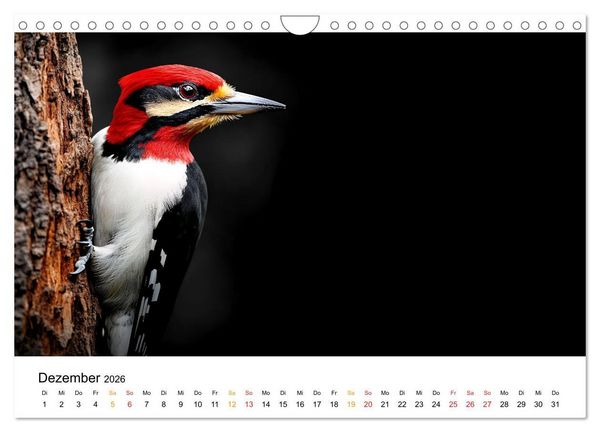 Produktbild: Wilde Heimat - V&ouml;gel unserer Natur (Wandkalender 2026 DIN A4 quer), CALVENDO Monatskalender