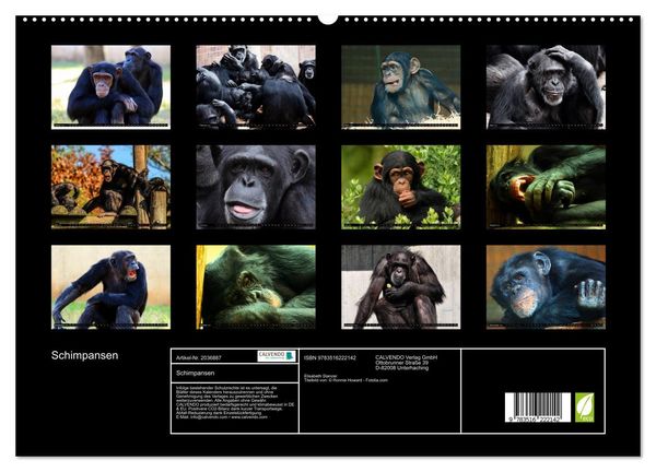 Produktbild: Schimpansen (hochwertiger Premium Wandkalender 2026 DIN A2 quer), Kunstdruck in Hochglanz