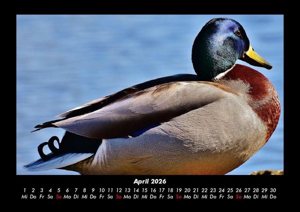 Produktbild: Enten 2026 Fotokalender DIN A3