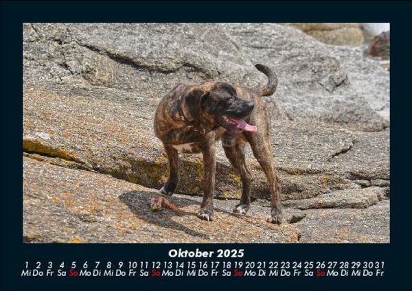 Produktbild: Hunde 2025 Fotokalender DIN A5