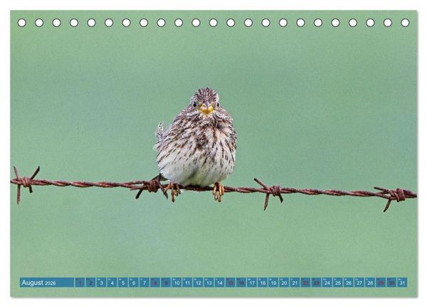 Produktbild: V&ouml;gel der Algarve (Tischkalender 2026 DIN A5 quer), CALVENDO Monatskalender