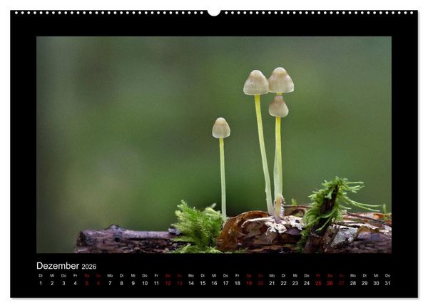 Produktbild: Pilzgalerie - Heimische Pilze aus der Region Rheinland-Pfalz (Wandkalender 2026 DIN A2 quer), CALVENDO Monatskalender