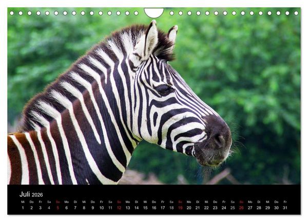 Produktbild: Welt der Tiere (Wandkalender 2026 DIN A4 quer), CALVENDO Monatskalender