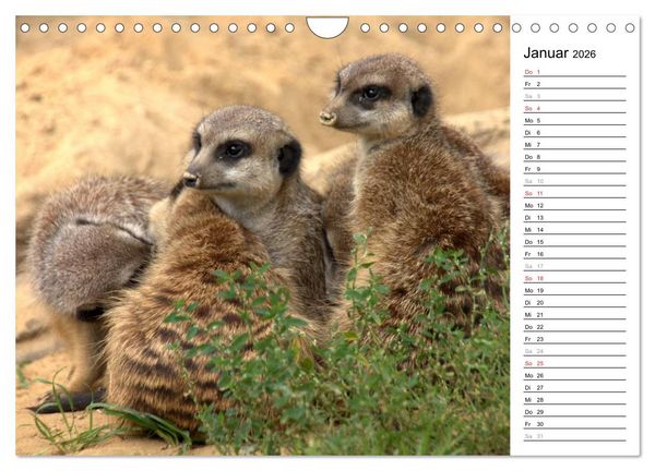 Produktbild: Erdm&auml;nnchen - Die Kobolde im Tierreich (Wandkalender 2026 DIN A4 quer), CALVENDO Monatskalender