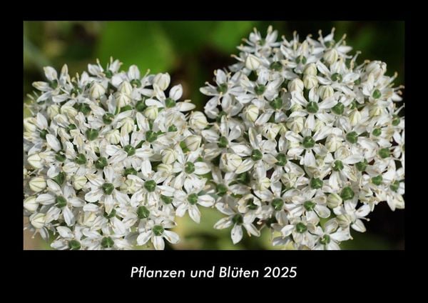 Produktbild: Pflanzen und Bl&uuml;ten 2025 Fotokalender DIN A3