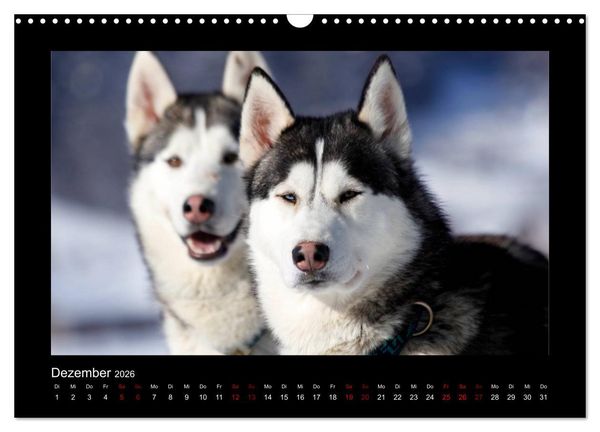 Produktbild: Huskys im Schnee (Wandkalender 2026 DIN A3 quer), CALVENDO Monatskalender