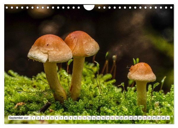 Produktbild: Das Schwenninger Moos - ein vielseitiger Lebensraum (Wandkalender 2027 DIN A4 quer), CALVENDO Monatskalender
