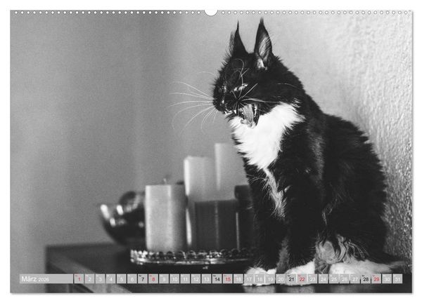Produktbild: Katzen Pers&ouml;nlichkeiten 2026 (Wandkalender 2026 DIN A2 quer), CALVENDO Monatskalender