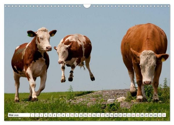 Produktbild: Alpenfleckvieh (Wandkalender 2026 DIN A3 quer), CALVENDO Monatskalender