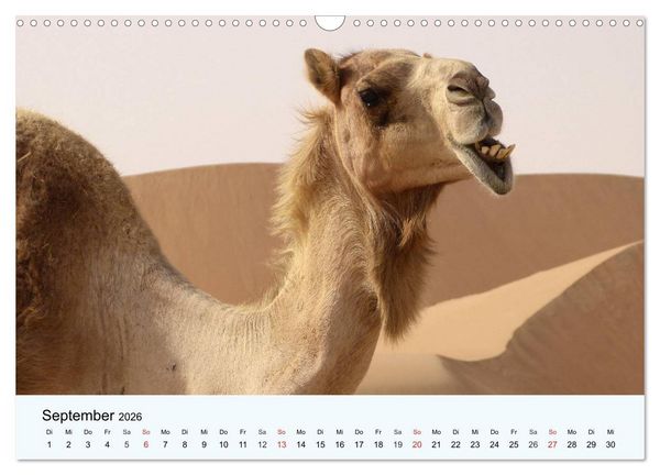 Produktbild: Die Kameliden. H&uuml;bsche Kamele, Lamas und Alpakas (Wandkalender 2026 DIN A3 quer), CALVENDO Monatskalender