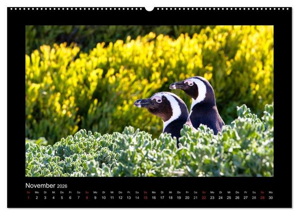 Produktbild: S&uuml;dafrika - Garden Route (hochwertiger Premium Wandkalender 2026 DIN A2 quer), Kunstdruck in Hochglanz