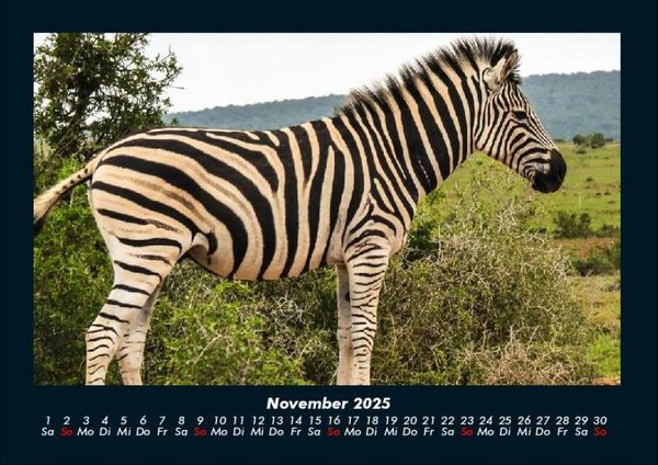Produktbild: Zebrazauber 2025 Fotokalender DIN A4