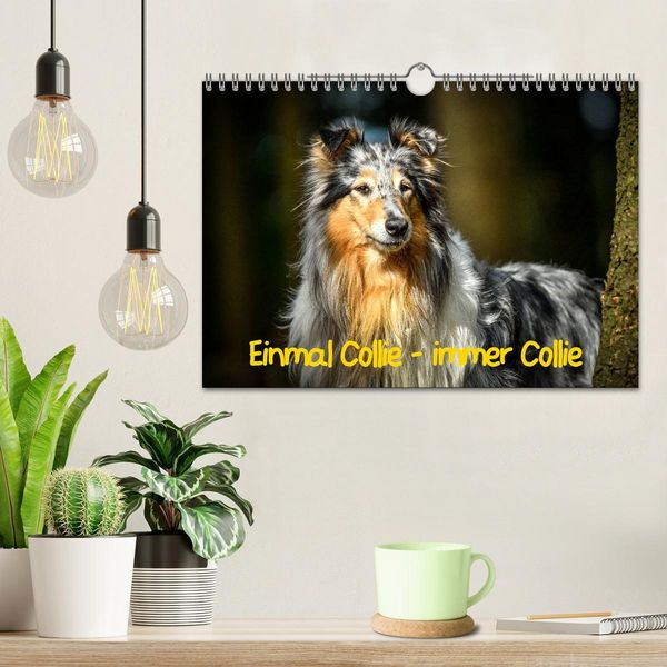 Produktbild: Einmal Collie - immer Collie (Wandkalender 2026 DIN A4 quer), CALVENDO Monatskalender