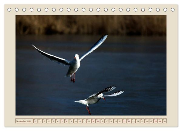 Produktbild: V&ouml;gel am Chemnitzer Schlossteich (Tischkalender 2026 DIN A5 quer), CALVENDO Monatskalender