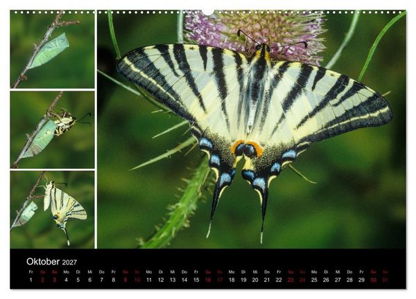 Produktbild: Schmetterlinge - Wunder der Verwandlung (hochwertiger Premium Wandkalender 2027 DIN A2 quer), Kunstdruck in Hochglanz
