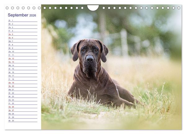 Produktbild: Japans Seelenhunde (Wandkalender 2026 DIN A4 quer), CALVENDO Monatskalender