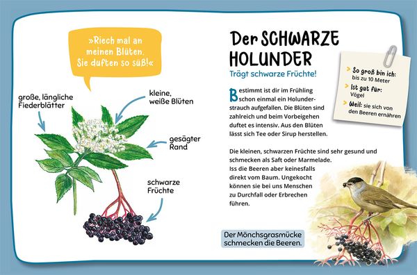 Produktbild: Mein erster Naturf&uuml;hrer, Welcher Baum ist das?