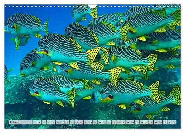 Produktbild: Abenteuer Riff - bunte Unterwasserwelt (Wandkalender 2026 DIN A3 quer), CALVENDO Monatskalender