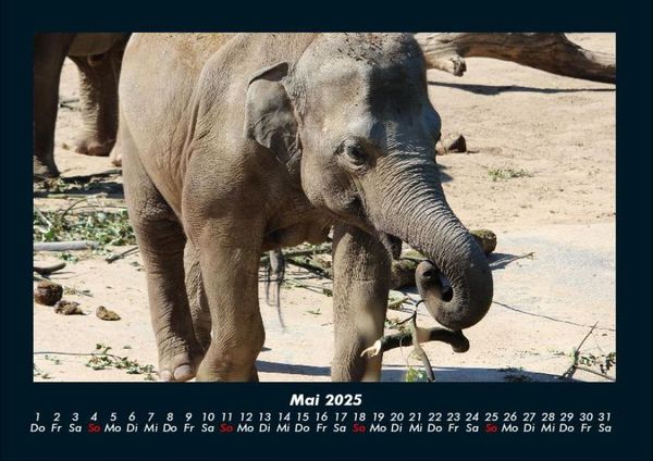 Produktbild: Der Elefantenkalender 2025 Fotokalender DIN A4