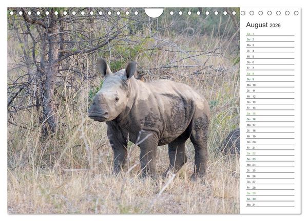 Produktbild: Nash&ouml;rner - Sanfte Riesen (Wandkalender 2026 DIN A4 quer), CALVENDO Monatskalender