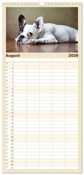 Produktbild: Familienplaner 2026 - Charme auf vier Pfoten - Franz&ouml;sische Bulldoggen Portraits mit 5 Spalten (Wandkalender, 21 x 45 cm) CALVENDO