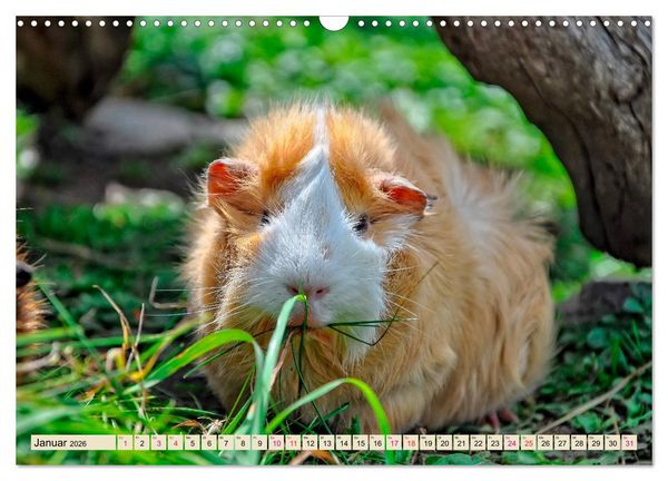 Produktbild: Meerschweinchen - so s&uuml;&szlig; (Wandkalender 2026 DIN A3 quer), CALVENDO Monatskalender