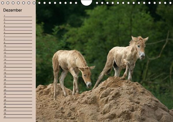 Produktbild: Der Fohlen-Geburtstagskalender (Wandkalender immerw&auml;hrend DIN A4 quer)