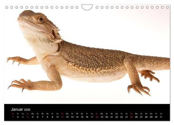 Produktbild: Reptilien & Co. (Wandkalender 2026 DIN A4 quer), CALVENDO Monatskalender